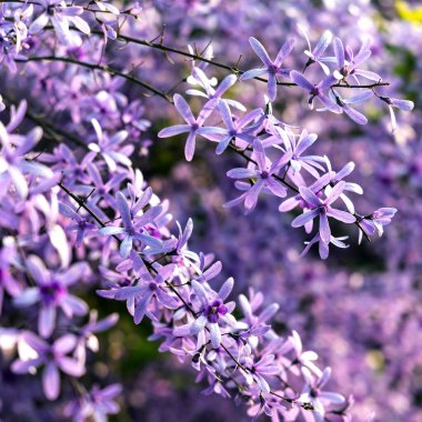 Petrea volubilis ayrıca Mor Çelenk, Kraliçe Çelengi veya Zımpara Kağıt Sarmaşığı olarak da bilinir. Dolu güneşi tercih eden yemyeşil bir çiçek..