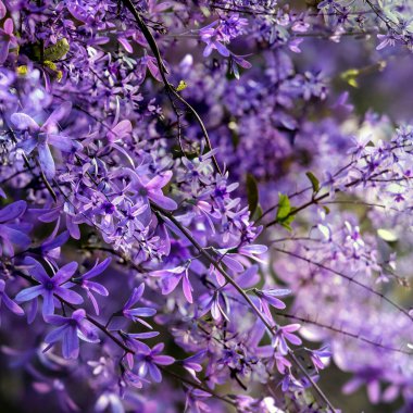 Petrea volubilis ayrıca Mor Çelenk, Kraliçe Çelengi veya Zımpara Kağıt Sarmaşığı olarak da bilinir. Dolu güneşi tercih eden yemyeşil bir çiçek..