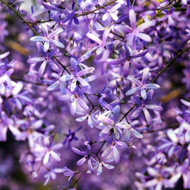 Petrea volubilis ayrıca Mor Çelenk, Kraliçe Çelengi veya Zımpara Kağıt Sarmaşığı olarak da bilinir. Dolu güneşi tercih eden yemyeşil bir çiçek..