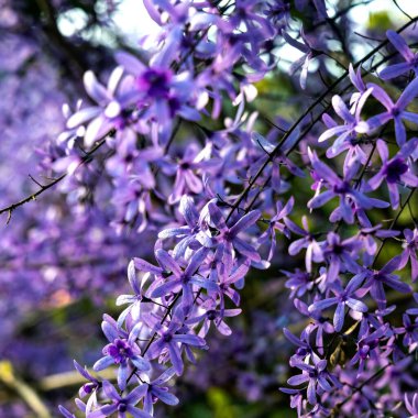 Petrea volubilis ayrıca Mor Çelenk, Kraliçe Çelengi veya Zımpara Kağıt Sarmaşığı olarak da bilinir. Dolu güneşi tercih eden yemyeşil bir çiçek..
