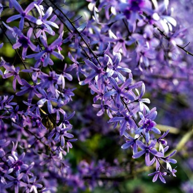 Petrea volubilis ayrıca Mor Çelenk, Kraliçe Çelengi veya Zımpara Kağıt Sarmaşığı olarak da bilinir. Dolu güneşi tercih eden yemyeşil bir çiçek..