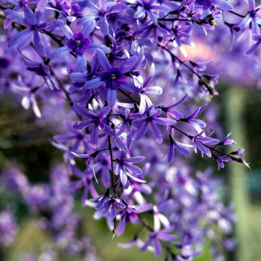 Petrea volubilis ayrıca Mor Çelenk, Kraliçe Çelengi veya Zımpara Kağıt Sarmaşığı olarak da bilinir. Dolu güneşi tercih eden yemyeşil bir çiçek..