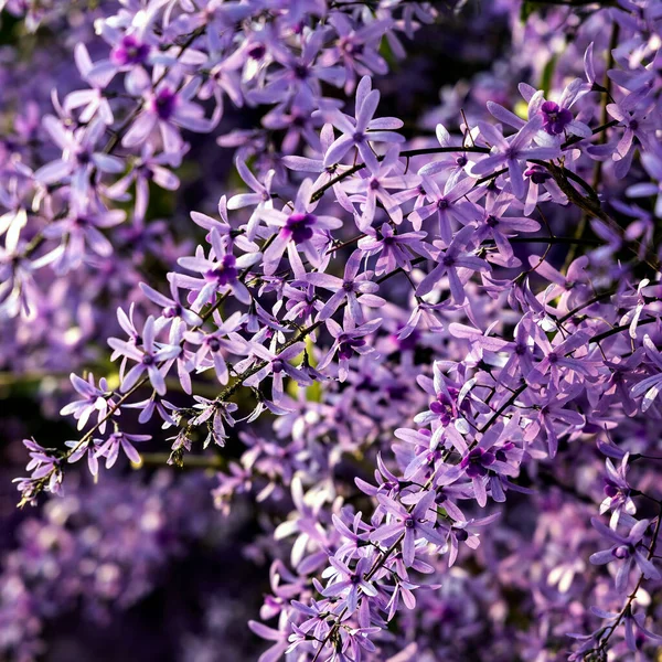 stock image Petrea volubilis is also known as Purple Wreath, Queen's Wreath, or Sandpaper Vine. A flowering evergreen that prefers full sun.
