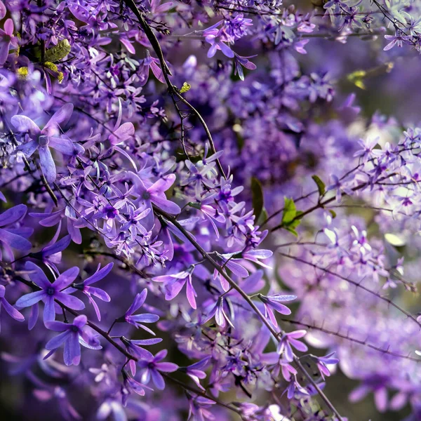 Petrea Volubilis Znany Jest Również Jako Purple Wreath Queen Wreath — Zdjęcie stockowe