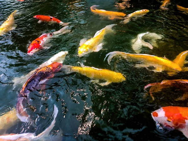 Διακοσμητικά Ψάρια Koi Όμορφα Χρώματα Φωτογραφία Αρχείου