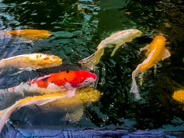 Διακοσμητικά Ψάρια Koi Όμορφα Χρώματα Εικόνα Αρχείου