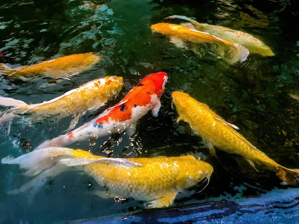 Διακοσμητικά Ψάρια Koi Όμορφα Χρώματα Royalty Free Εικόνες Αρχείου