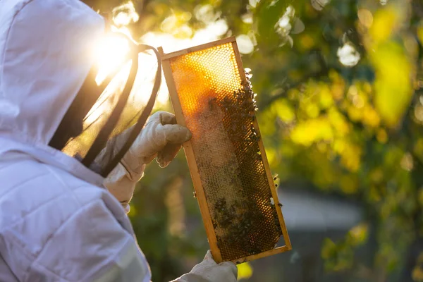 Пчеловод Пасеке Пчеловод Работает Пчелами Ульями Пасеке Пчеловодстве Пчеловодстве — стоковое фото