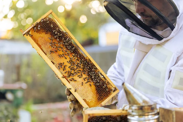 Pszczelarz Pasiece Pszczelarz Pracuje Pszczołami Uli Nad Koncepcją Pasieki Pszczelarstwa — Zdjęcie stockowe