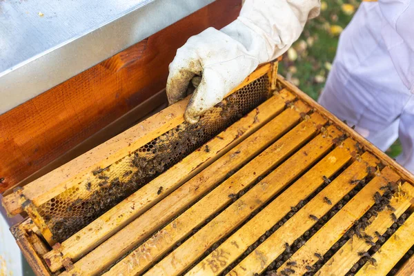 Beekeeper Apiary Beekeeper Working Bees Beehives Apiary Beekeeping Apiculture Concept —  Fotos de Stock