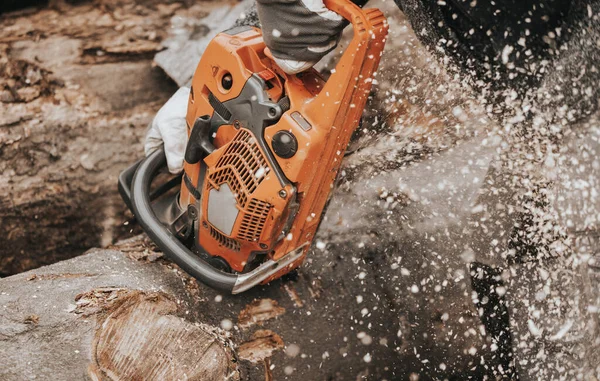 stock image Young man cutting the huge felled wood by a chainsaw, create winter wood stocks, industrial concept