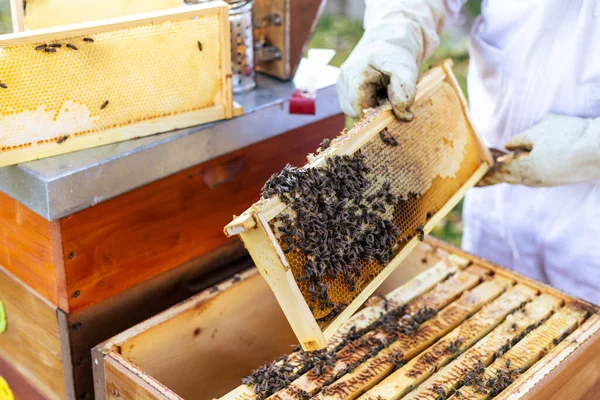 Nahaufnahme Der Bienenwaben Durch Einen Bienenstock Imkereikonzept — Stockfoto