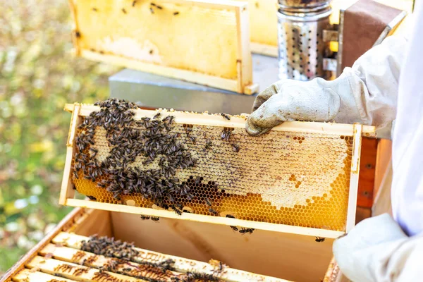 Κοντινό Πλάνο Της Κηρήθρας Από Μια Κυψέλη Μελισσοκομία Έννοια — Φωτογραφία Αρχείου