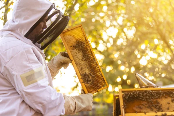 Imker Imkerstand Imker Arbeitet Mit Bienen Und Bienenstöcken Einem Imker — Stockfoto
