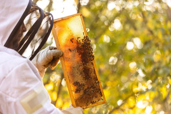 Μελισσοκόμος Μελισσοκομείο Μελισσοκόμος Εργάζεται Τις Μέλισσες Και Τις Κυψέλες Μια — Φωτογραφία Αρχείου