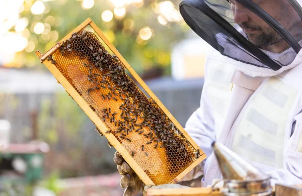 養蜂家は養蜂家です養蜂家は養蜂や養液栽培の概念でミツバチや養蜂家と協力しています — ストック写真