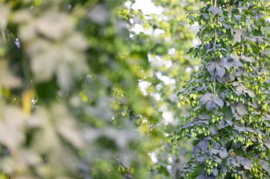 Close up of fresh, green ripe hops cones for the beer production in afarmyard, an ingredient for beer