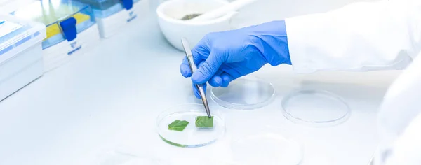 과학자나 기술자 실험실의 페트리 접시에 새로운 약국에서 나르거나 연구하고 연구와 — 스톡 사진