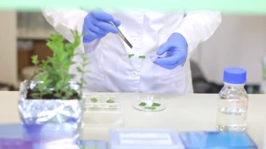 Doğal maddelerden yeni bir biyokozmetik ürünü geliştiren ya da araştıran kadın laboratuvar araştırmacısı, kimya konsepti