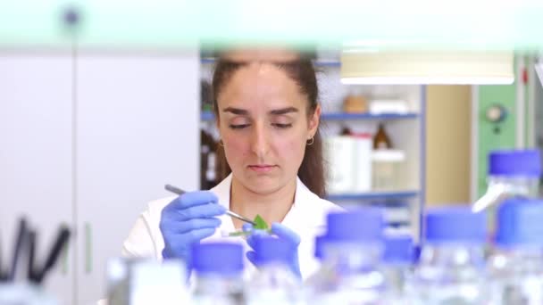 Kobieta Badaczka Laboratoryjna Opracowująca Lub Badająca Nowy Produkt Biotechnologiczny Naturalnych — Wideo stockowe