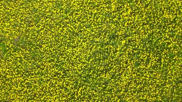 黄色のタンポポの牧草地 薬草や食品成分 ハーバリズムの概念 春の時間 タラクサウムの公式開花への空中ビュー — ストック動画