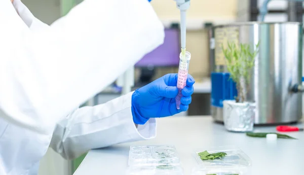 Vrouwelijke Onderzoeker Ontwikkelen Van Nieuwe Bio Farmacie Geneeskunde Uit Een Stockfoto