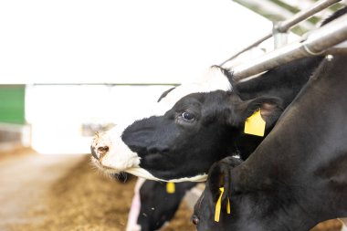 Tarım kavramı, günlüklü ineklerin modern hayvan ahırlarında saman yemesi ya da süt, hayvan ve yiyecek kavramının yayılması için inek ahırları.