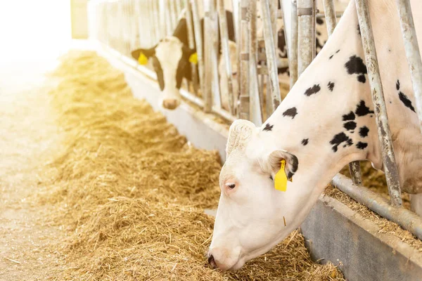 stock image Agricultural concept, diary cows eating hay in modern free livestock stall or cowshed for distibution of milk, animal and food concept