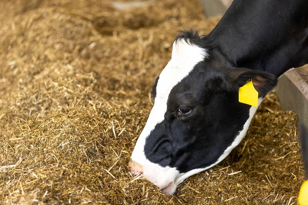 农业概念 奶牛在现代免费畜栏或牛棚里吃干草以分解牛奶 动物和食物的概念 免版税图库照片