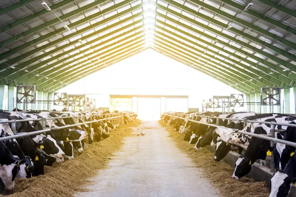 Kühe Auf Dem Bauernhof Milchkühe Auf Frischem Heu Konzept Eines lizenzfreie Stockbilder