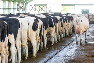 Tarım konsepti, günlüklü inekler modern hayvan ahırında saman yiyorlar ya da süt, hayvan ve yiyecek kavramının yayılması için inek ahırında.