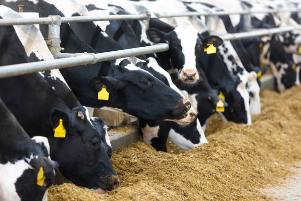 农业概念 奶牛在现代免费畜栏或牛棚里吃干草以分解牛奶 动物和食物的概念 图库照片