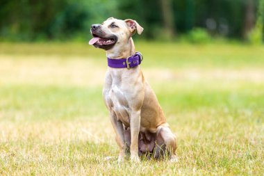 Dışarıdaki bir pitbull yavrusunun portresi, bir hayvan konsepti.