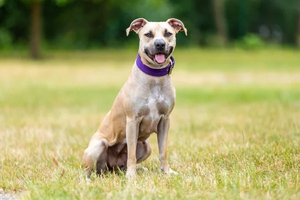 Dışarıdaki bir pitbull yavrusunun portresi, bir hayvan konsepti.