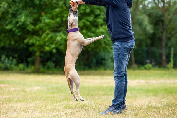 Training Van Puppy Pitbull Een Trainingscentrum Buiten — Stockfoto