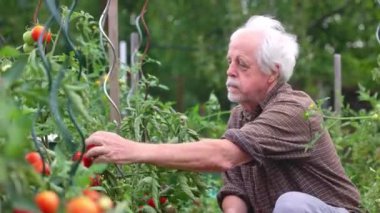 Kıdemli adam organik bahçesinden taze biyo domates topluyor, bahçe konsepti.