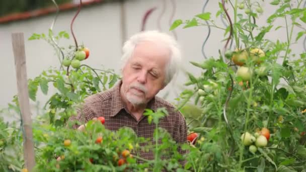 Uomo Anziano Anziano Anziano Mangiare Godere Fresco Pomodori Bio Dal — Video Stock