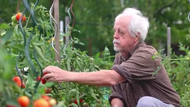 Starszy Pan Zbiera Świeże Bio Pomidory Swojego Organicznego Ogrodu Koncepcja — Wideo stockowe