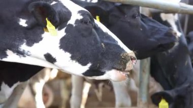 Tarım konsepti, günlüklü inekler modern hayvancılık ahırında saman yiyor ya da süt, hayvan ve yiyecek konseptini sindirmek için inek ahırında.