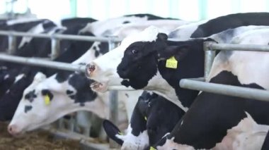 Modern tarımsal hayvancılık tezgahında saman yiyen sıradan inekler ya da süt, hayvan ve yiyecek konseptini sindirmek için inek ahırları.