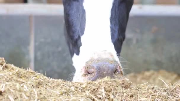 Ημερολόγια Αγελάδων Που Τρώνε Σανό Στο Σύγχρονο Στάβλο Ελεύθερης Βοσκής — Αρχείο Βίντεο