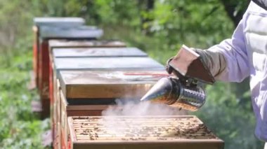 Arı tüttüren, profesyonel ekipmanlı arıcı arı yetiştiricisi arıcılık konseptinde arıcılığıyla ilgileniyor. 