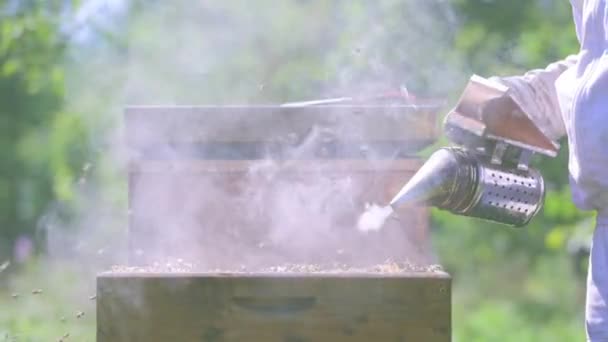 Bee Smoker Apiarist Professional Equipment Working Taking Care His Apiary — Stock Video