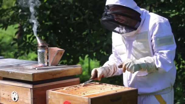 Bijenhouder Een Bijenstal Bijenhouder Werkt Met Bijen Bijenkorven Aan Een — Stockvideo