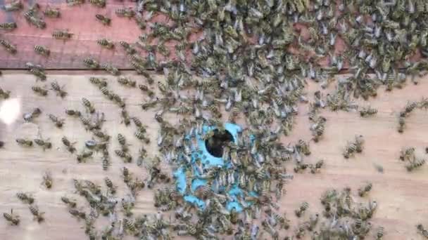 用木制蜂窝和蜜蜂近距离飞行的蜜蜂 养蜂的概念 — 图库视频影像
