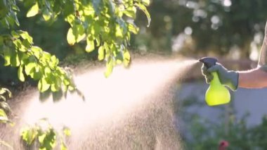 Daha iyi bahçe koşulları ve bahçıvanlık kavramı için meyve ağacını biyolojik organik sıvı gübreyle gübreleyen kıdemli adam.