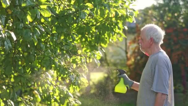 Senior Man Som Gödslar Fruktträd Med Bioorganiskt Flytande Gödningsmedel För — Stockvideo