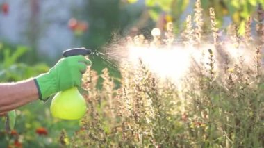 Daha iyi bahçe koşulları ve bahçıvanlık kavramı için organik gübre kullanarak çiçeklerini ve çalılarını gübreleyen kıdemli adam.