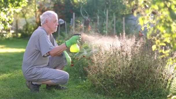Senior Man Bemesten Zijn Bloemen Struiken Met Een Bio Organische — Stockvideo