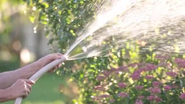 Senior Man Watering Garden Dry Season Gardening Concept — Stock video